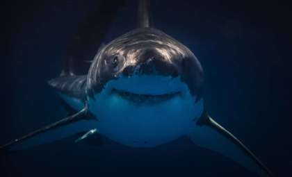Newly Identified Ancient Shark Species Unearthed in Mammoth Cave
