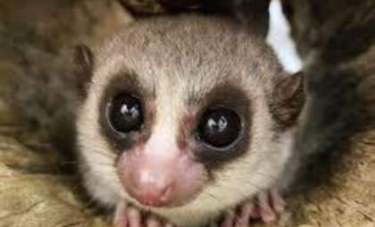 Madagascar’s Tiny Lemur Shows Cellular Youth Through Extended Hibernation