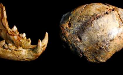 Smallest Known Paranthropus robustus Fossil Suggests Dramatic Life-and-Death in Ancient South Africa