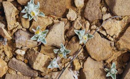 Rare 'Wooly Devil' Sunflower Unearthed in Texas Desert After Half a Century