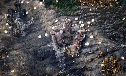 Ancient Dinosaur Footprints Unearthed on Scotland’s Isle of Skye Illuminate Jurassic Ecosystems