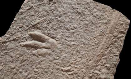 Ancient Fossils from 252 Million Years Ago Unveil New Insights Into Life After Extinction