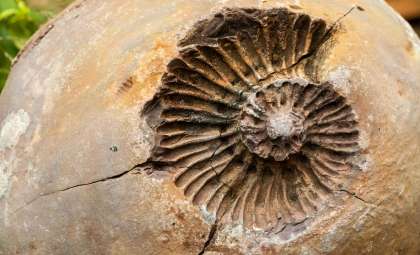 Inside a 520-Million-Year-Old Fossil: A Clear Window into Ancient Life