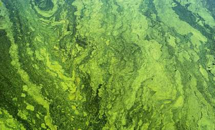 Researchers Revive 7,000-Year-Old Algae from Baltic Sea Sediments