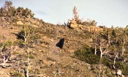 Trail Cameras Reveal Return of Black Bear Cubs After a Decade, Showcasing Thriving Wildlife
