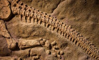 Unearthing Cienciargentina sanchezi: A Surprising Late Cretaceous Sauropod Discovery