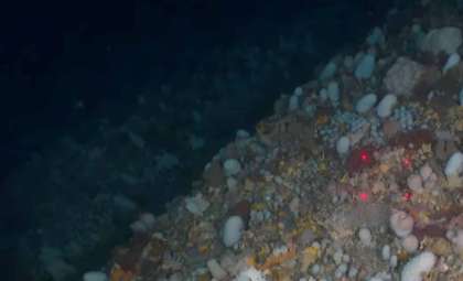 Researchers Discover Strange New Deep-Sea Sea Squirts Near New Zealand