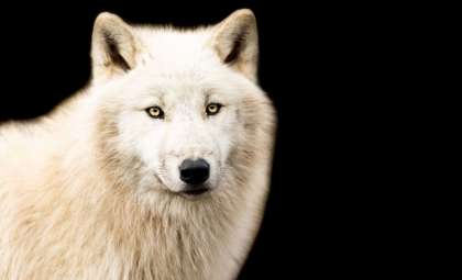 Dire Wolves Return—But Does This Signal True Conservation Progress?