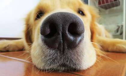 Unlocking the Secrets of Canine Smell: How Dogs Interpret Their Surroundings