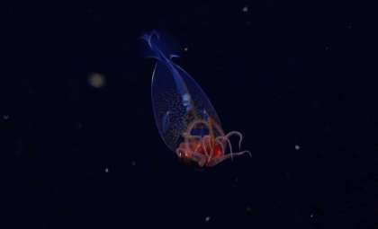 Groundbreaking Video Unveils Colossal Squid in Its Deep-Sea Realm Over a Century After Discovery