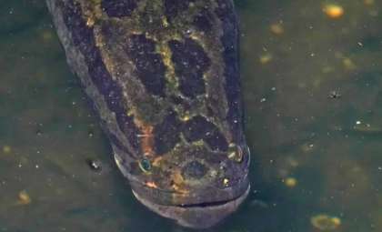 US Wildlife Agencies Demand Immediate Elimination of Invasive Asian Snakehead Fish