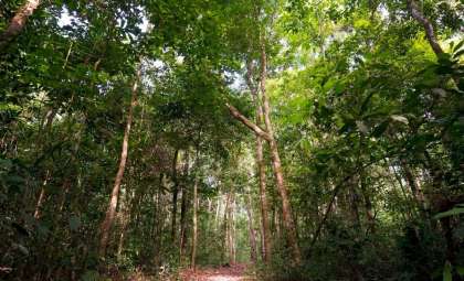 Trees Reveal Hidden Mercury Pollution From Illegal Gold Mining in the Amazon