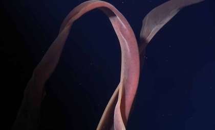 Antarctic Iceberg Reveals Hidden Sea Creatures with Tentacles in Unseen Underwater Habitat