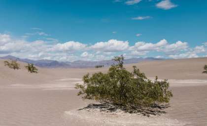 Rapid Transformation: India’s Thar Desert Blossoms with New Life