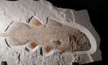 Ancient Coelacanth Spotted Off California’s Coastline