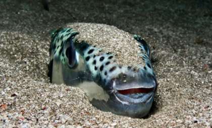 Invasive and Poisonous Pufferfish Emerges in Northern Mediterranean Waters