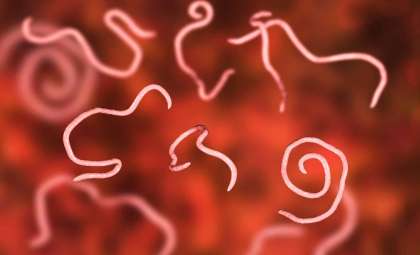 Doctors Extract a Nearly 12-Inch Kidney Parasite from a Man After Two Days of Urinary Blockage