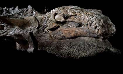 Uncovering Canada’s Hidden Ankylosaur Dinosaur Tracks After 100 Million Years