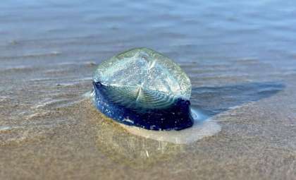 Translucent Blue Velellas Cover Northern California Shores