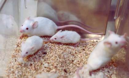 Bone Damage in Space: NASA’s Mouse Study Reveals Serious Risks
