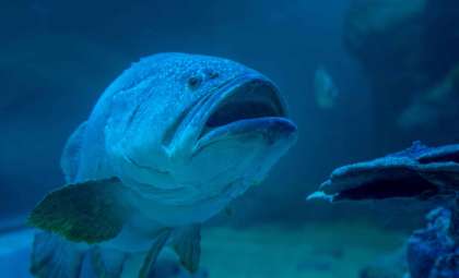 Ancient Pacific Rockfish Unearthed: The Ocean’s Longest-Lived Resident