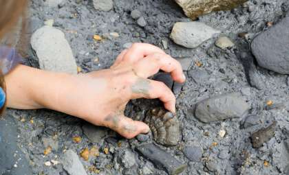 Decades-Old ‘Human Fossils’ from Japan Revealed to Be Bear Remains