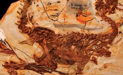 125-Million-Year-Old Dinosaur Fossil Reveals Mammal Prey Inside Its Stomach
