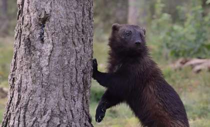 Finland’s Forests Witness the Return of a Rare Predator