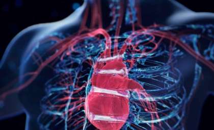 Researchers Reveal the Aorta’s Role as a ‘Second Heart’ Enhancing Blood Flow