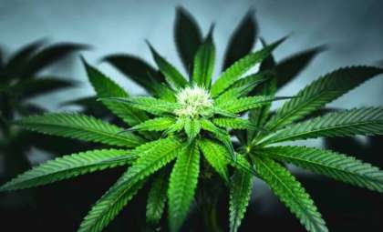 New Cannabis-Derived Terpene Offers Hope for Chronic Pain Relief Without Opioids