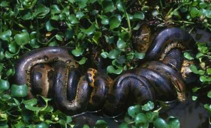 Record-Breaking Giant Anaconda Found in Ecuadorian Amazon During Will Smith’s Filming