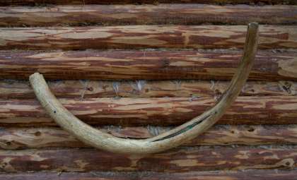 Breakthrough in Ancient DNA Sheds Light on Mammoth Evolution Over 1.3 Million Years