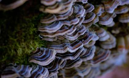 Fungi and Bacteria Join Forces to Create Living Building Materials