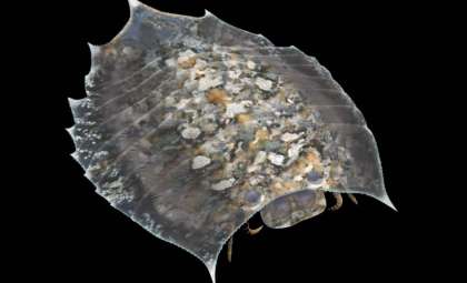 Ancient Sea Arthropod Unveils Molting Habits Unprecedented in Fossil Record