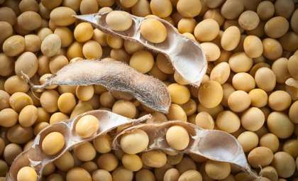France’s Food Safety Agency Urges Ban on Soy in Public Catering Over Health Concerns