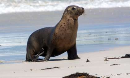 Aggressive Sea Lions Pose Threat to Southern California Beach Visitors