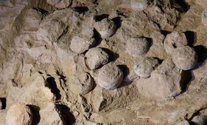 Ancient Dinosaur Nesting Patterns Revealed by Advanced 3D Scanning in China