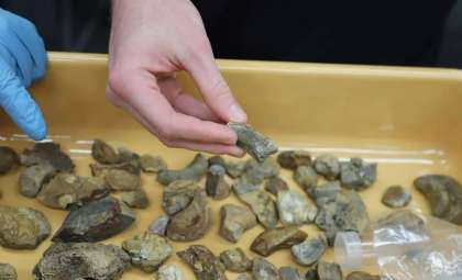 Student and Professor Uncover 300-Million-Year-Old Iridescent Ammonite Fossil
