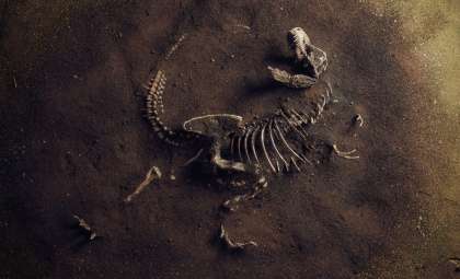 Study Reveals More T. rex Fossils Owned by Collectors Than Museums