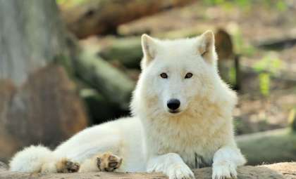 Reviving the Dire Wolf: A Genomic Resurrection or a New Creature?