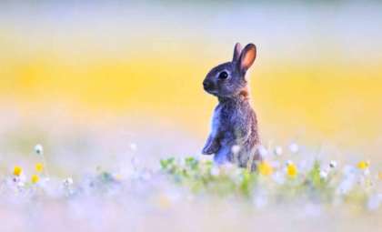 Unraveling Why People Fear Certain Animals—It's Not Always About Danger