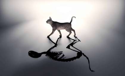Quantum Breakthrough: Sustaining Schrödinger’s Cat State at Warmer Temperatures