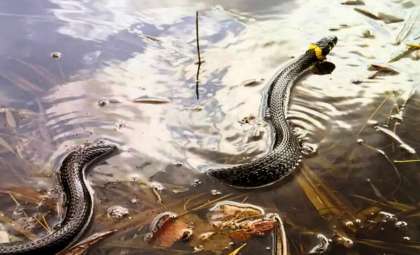These New York Lakes Are Emerging as Hotspots for Snakes