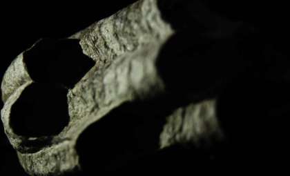 Reevaluating Prototaxites: An Ancient Organism That Defies Classification