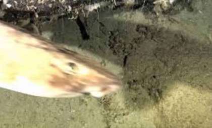 First-Ever Live Footage Captures Elusive Painted Swellshark in Timor-Leste Waters