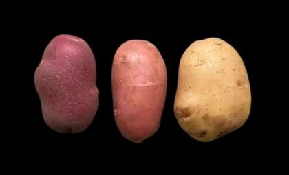 Innovative Fusion of Two Plants Yields Novel Vegetable Varieties