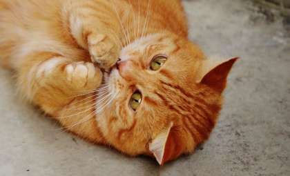 Genetic Breakthrough Explains Why Most Orange Cats Are Male