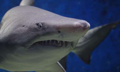 Discover The Deadliest Predators Lurking In Freshwater Rivers