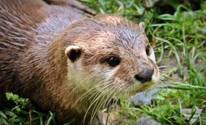 Nepal Reclaims the World’s Smallest Otter After Nearly Two Centuries