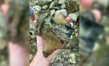 Mississippi’s Massive Mosasaur Fossil Sheds Light on Ancient Marine Evolution